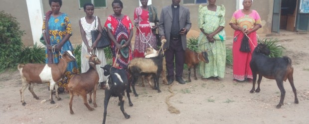 Goats at Bukuya